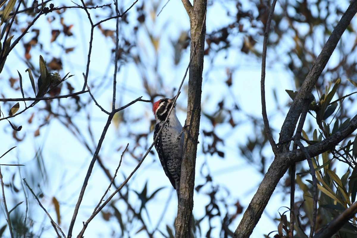 Nuttall's Woodpecker - ML632576514