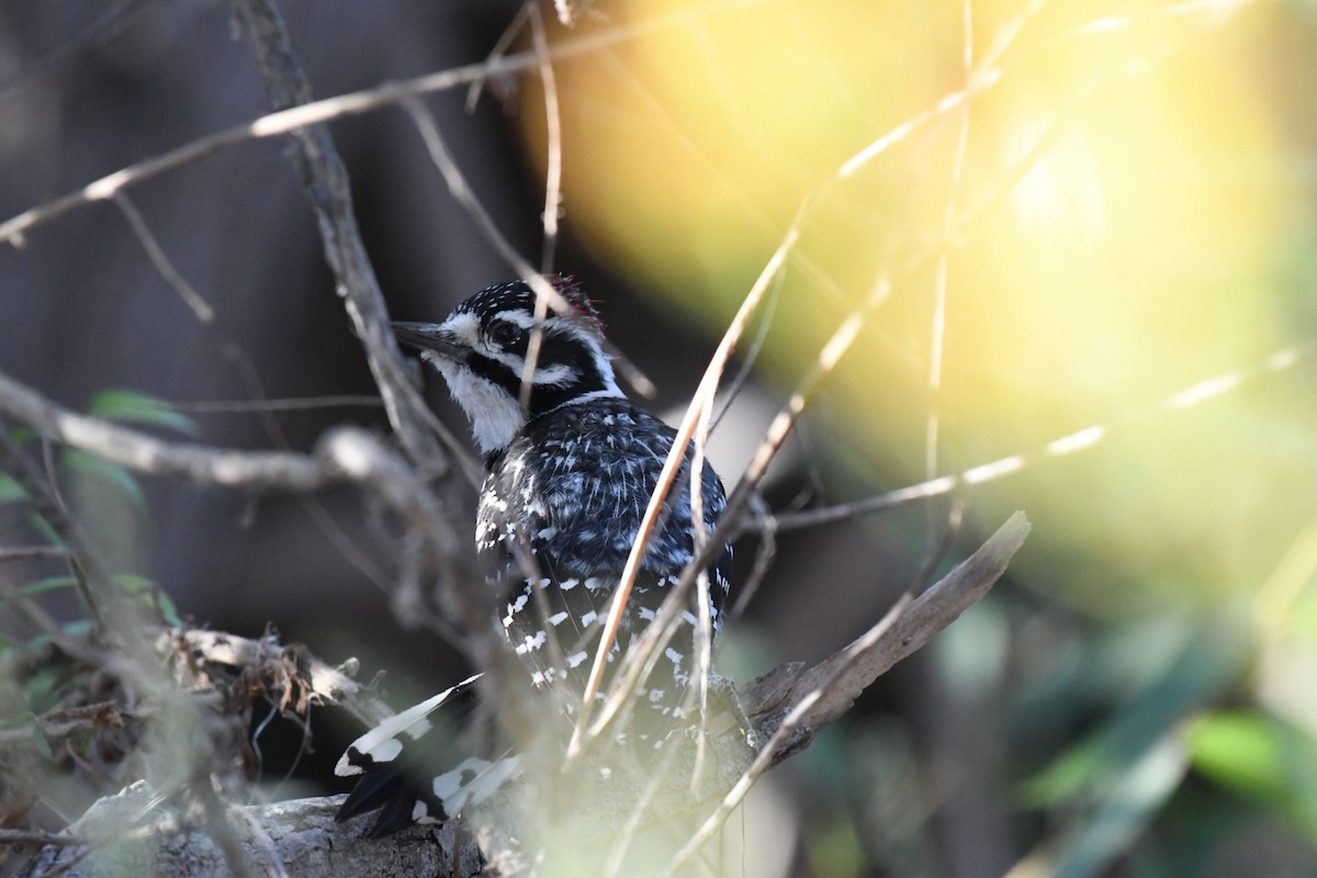 Nuttall's Woodpecker - ML632576517