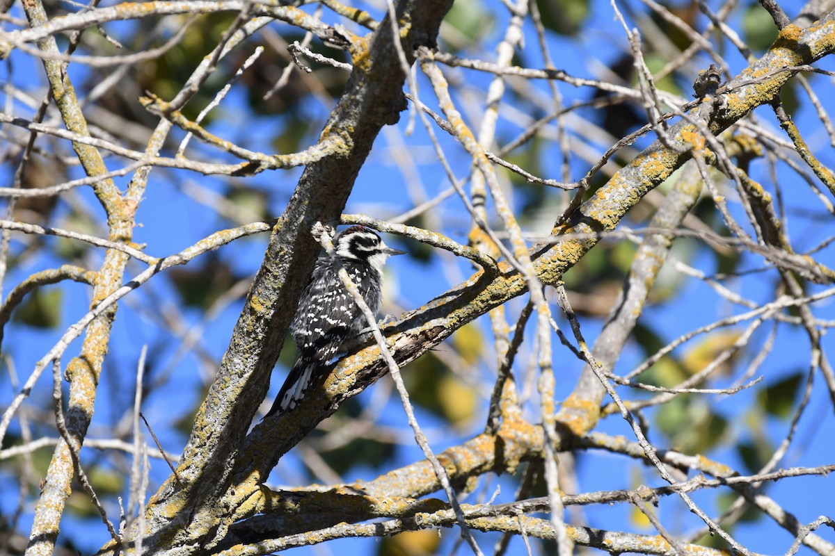 Nuttall's Woodpecker - ML632576518