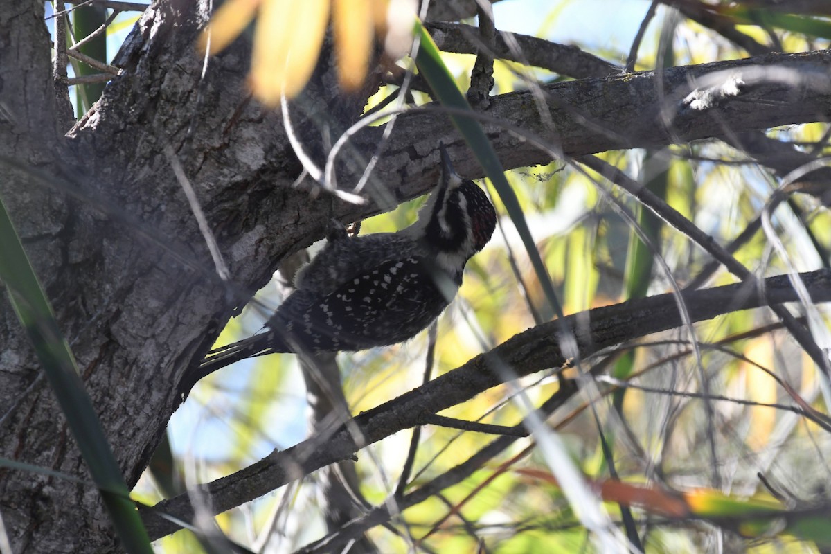 Nuttall's Woodpecker - ML632576519