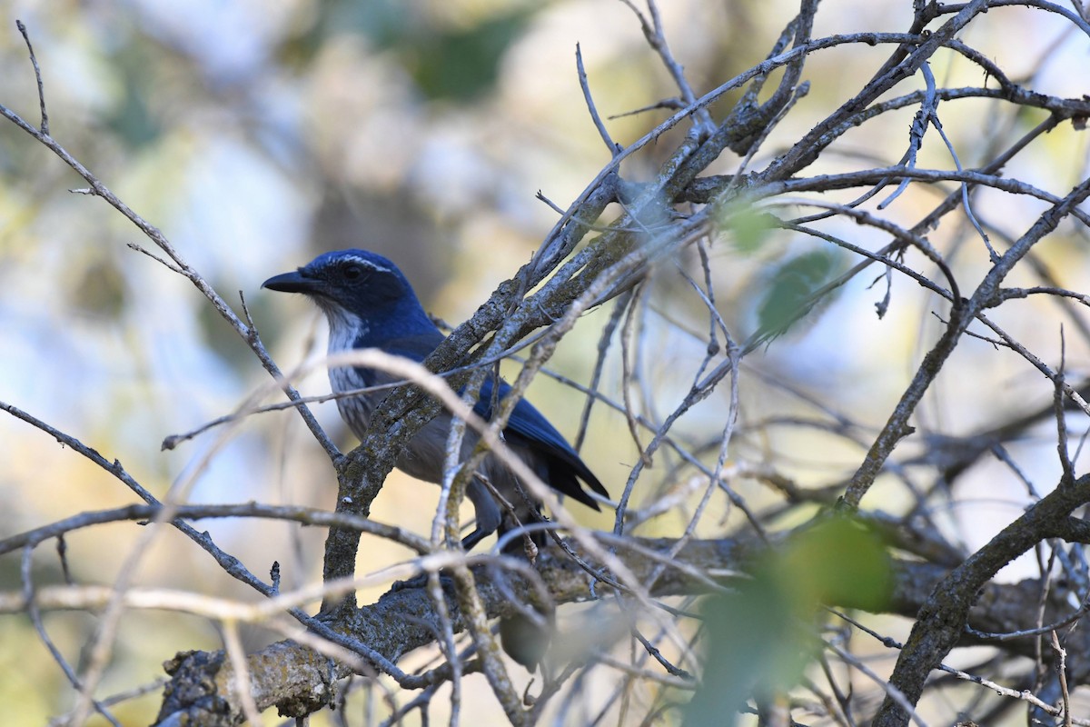 California Scrub-Jay - ML632576523