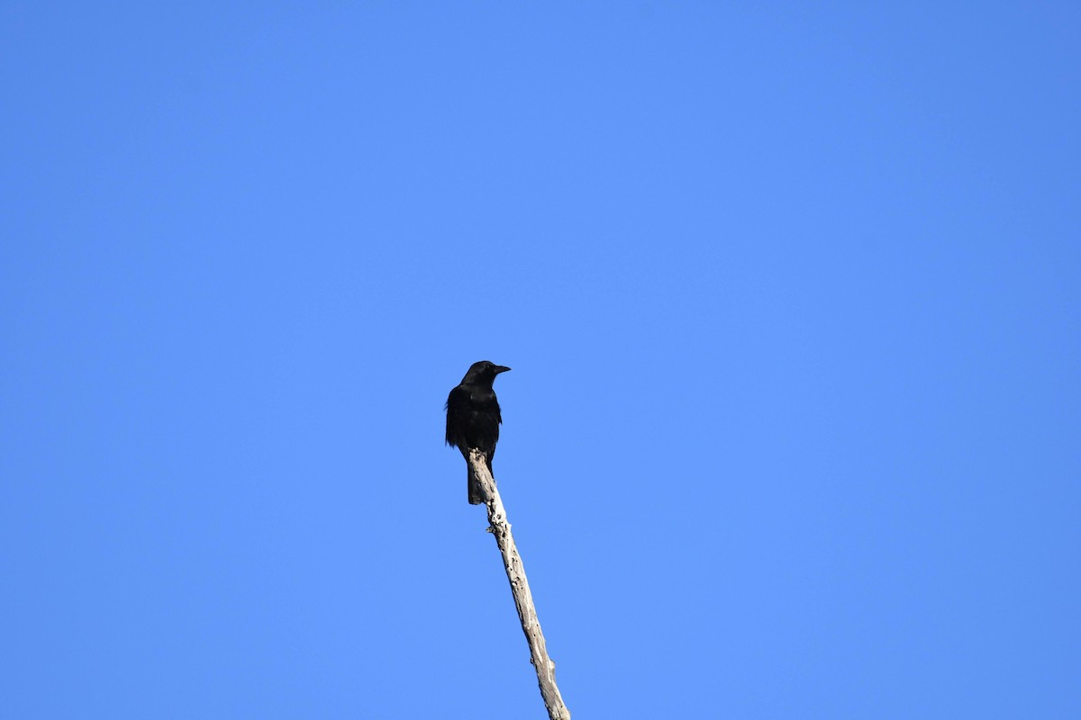 American Crow - ML632576532