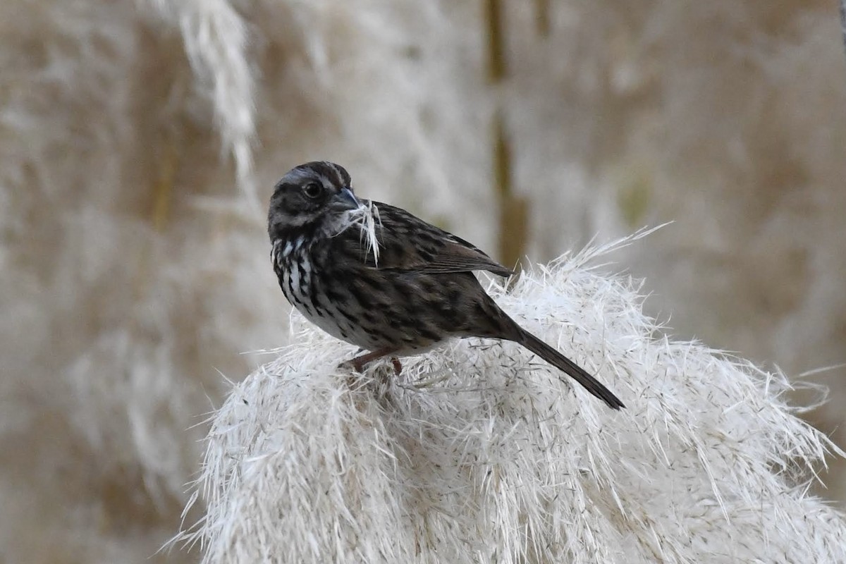 Song Sparrow - ML632576553