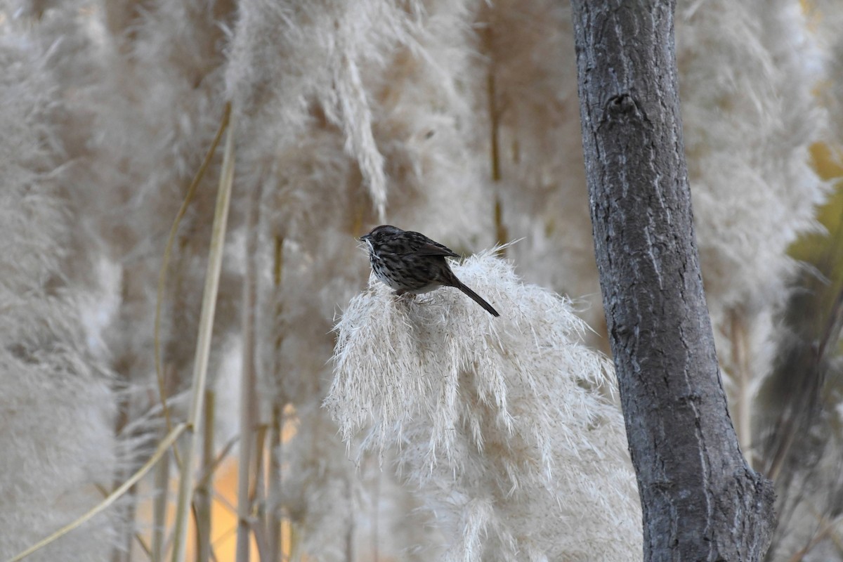 Song Sparrow - ML632576557