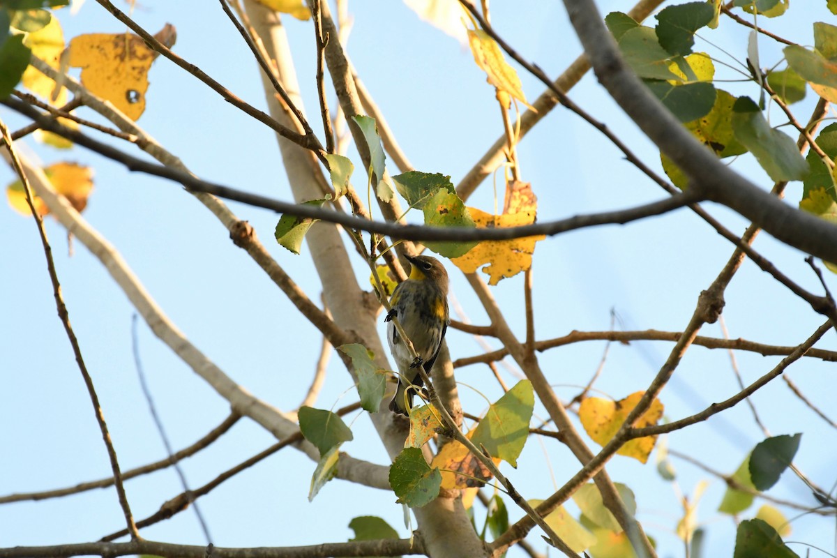 Yellow-rumped Warbler - ML632576566