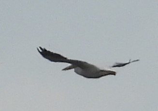 American White Pelican - ML632576575