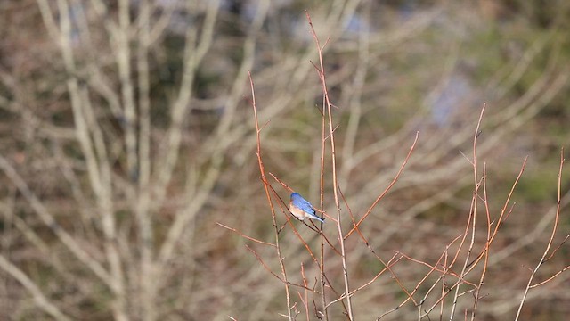 Eastern Bluebird (Eastern) - ML632576773
