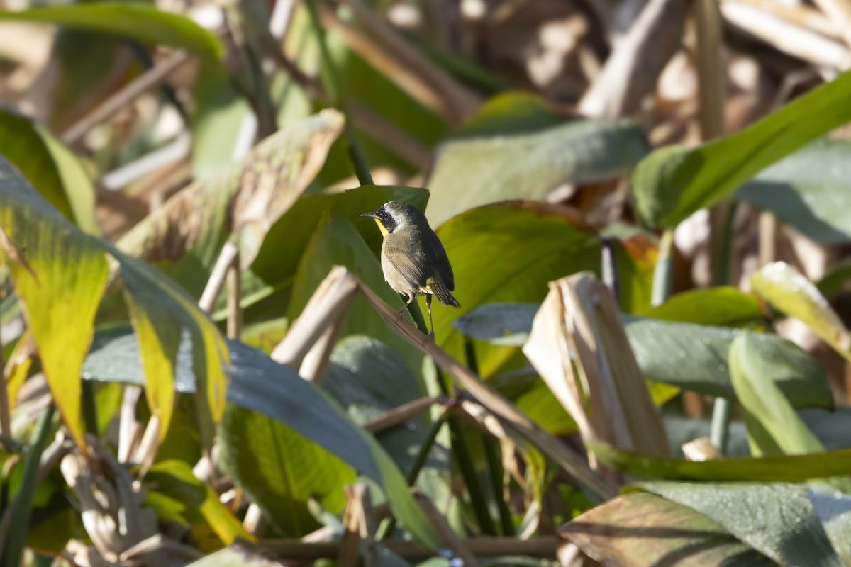 Common Yellowthroat - ML632576893