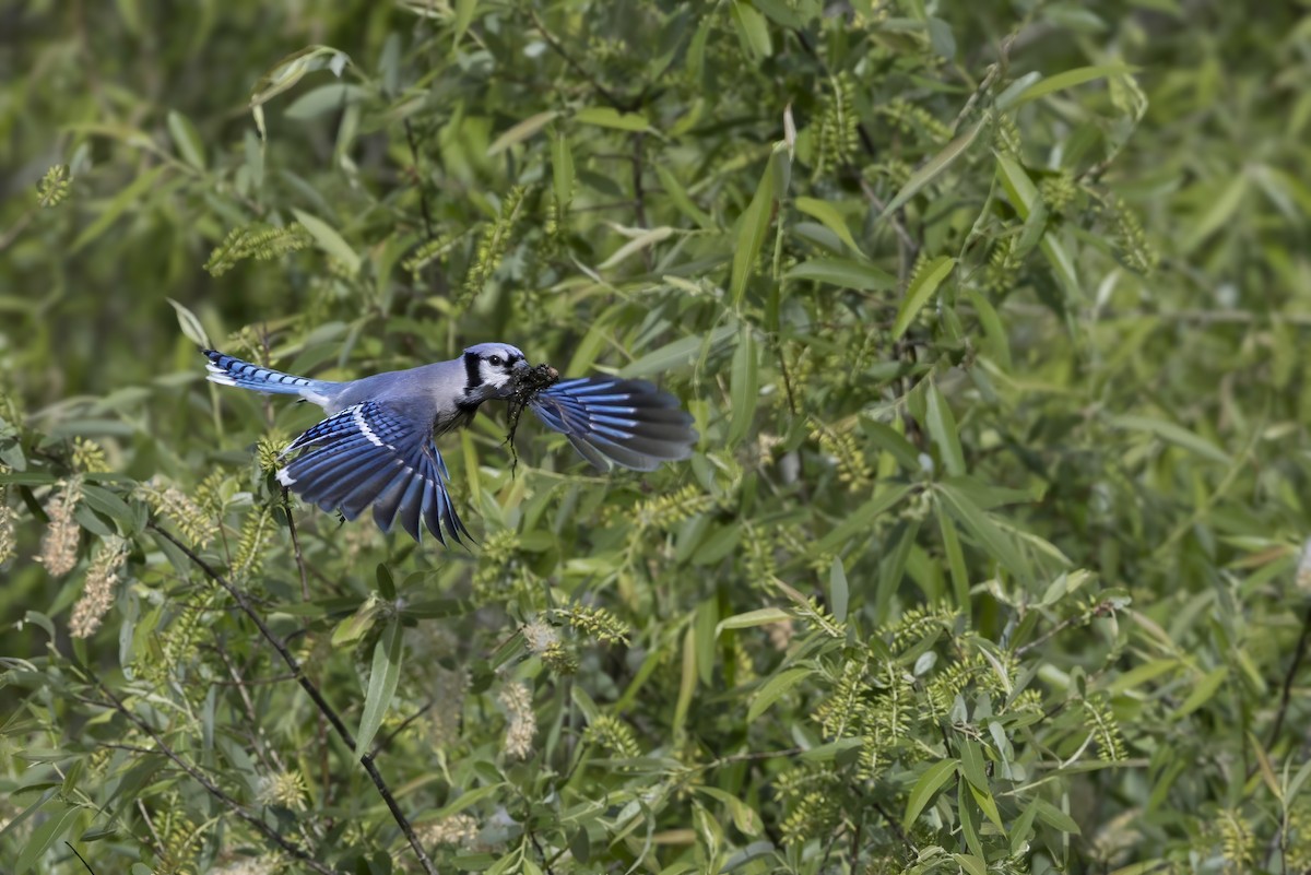 Blue Jay - ML632576934