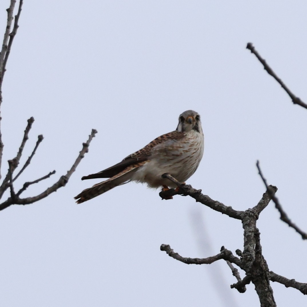 American Kestrel - ML632576960
