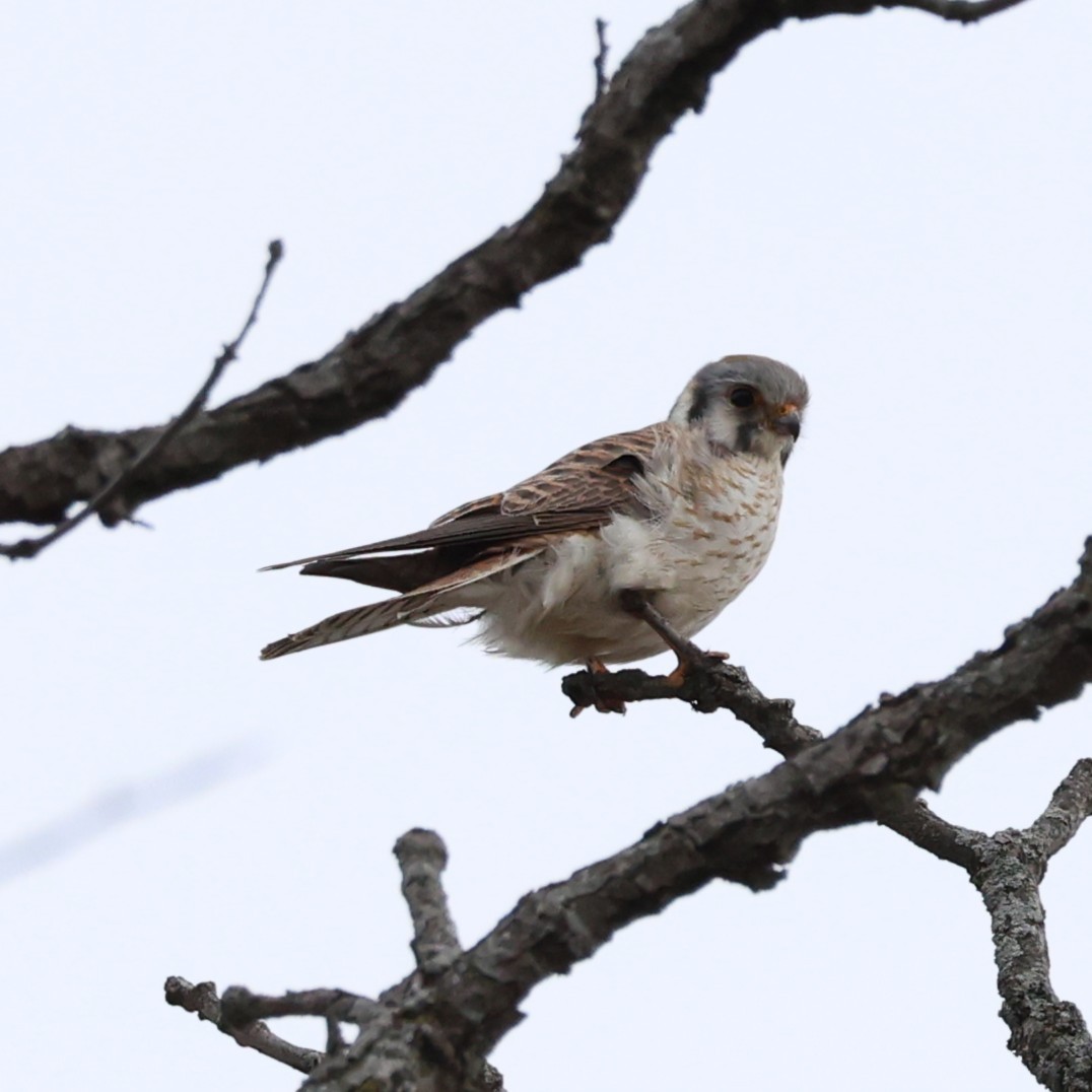 American Kestrel - ML632576961