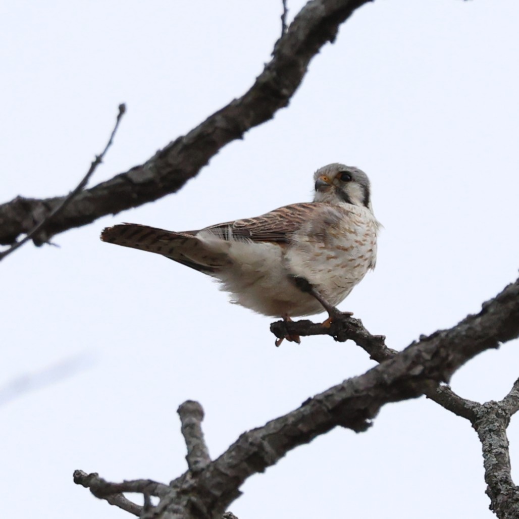 American Kestrel - ML632576962