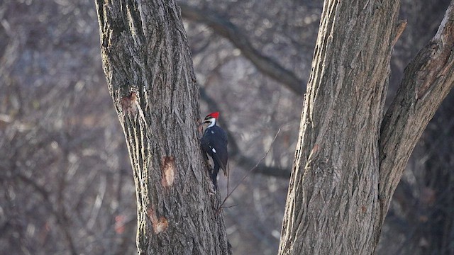 Pileated Woodpecker - ML632576999