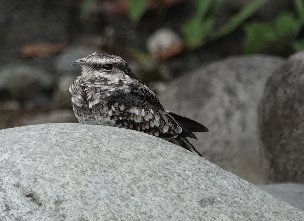 Ladder-tailed Nightjar - ML632577042