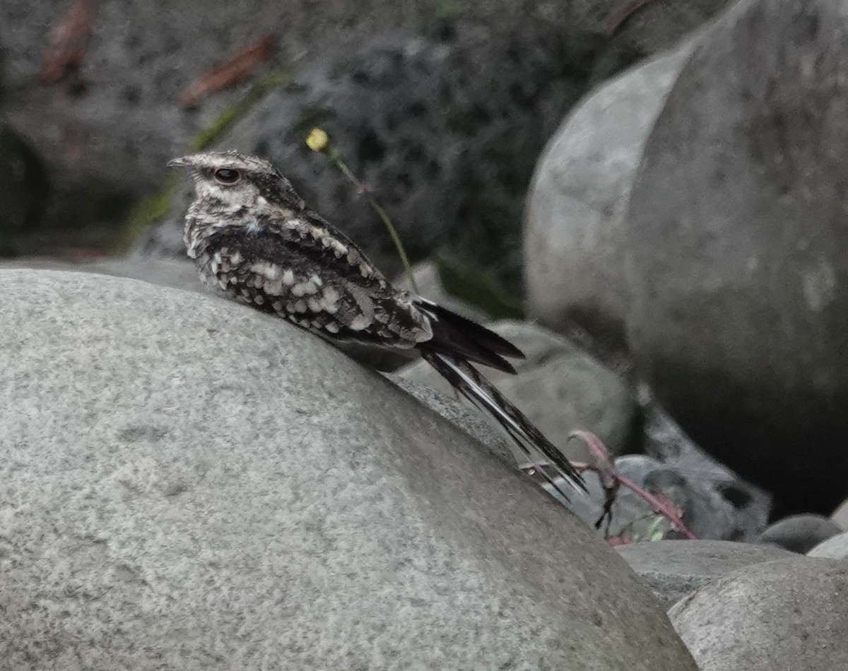 Ladder-tailed Nightjar - ML632577080