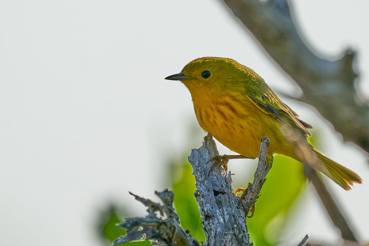 Goldwaldsänger - ML632577102