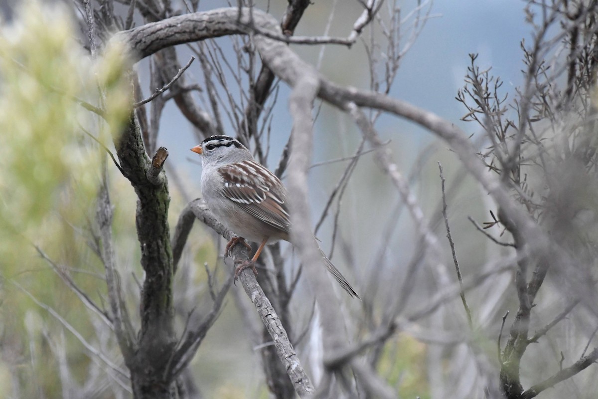 White-crowned Sparrow - ML632577135