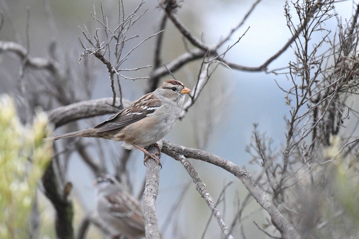 White-crowned Sparrow - ML632577136