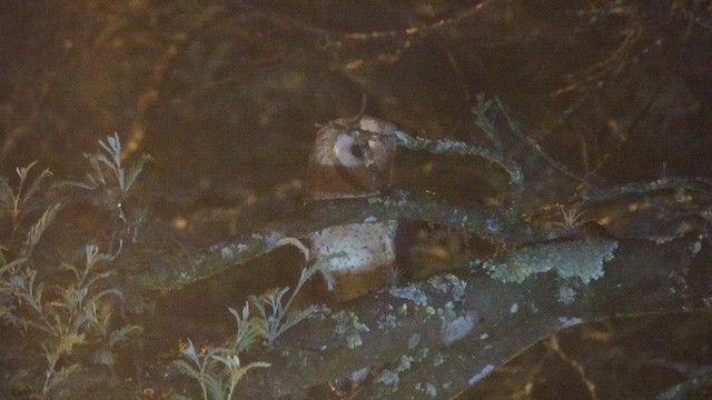 American Barn Owl - ML632577200