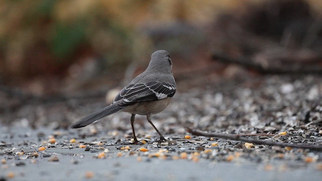 Northern Mockingbird - ML632577234