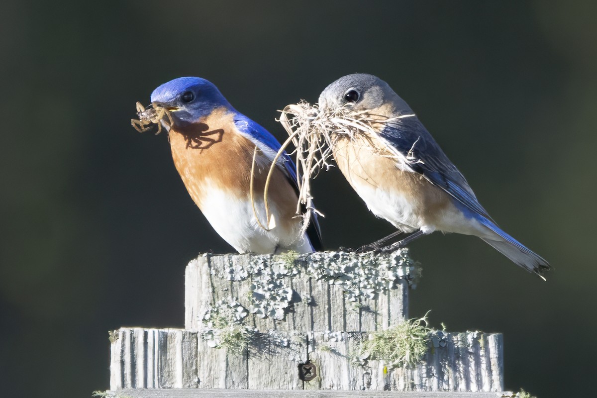 Eastern Bluebird - ML632577284