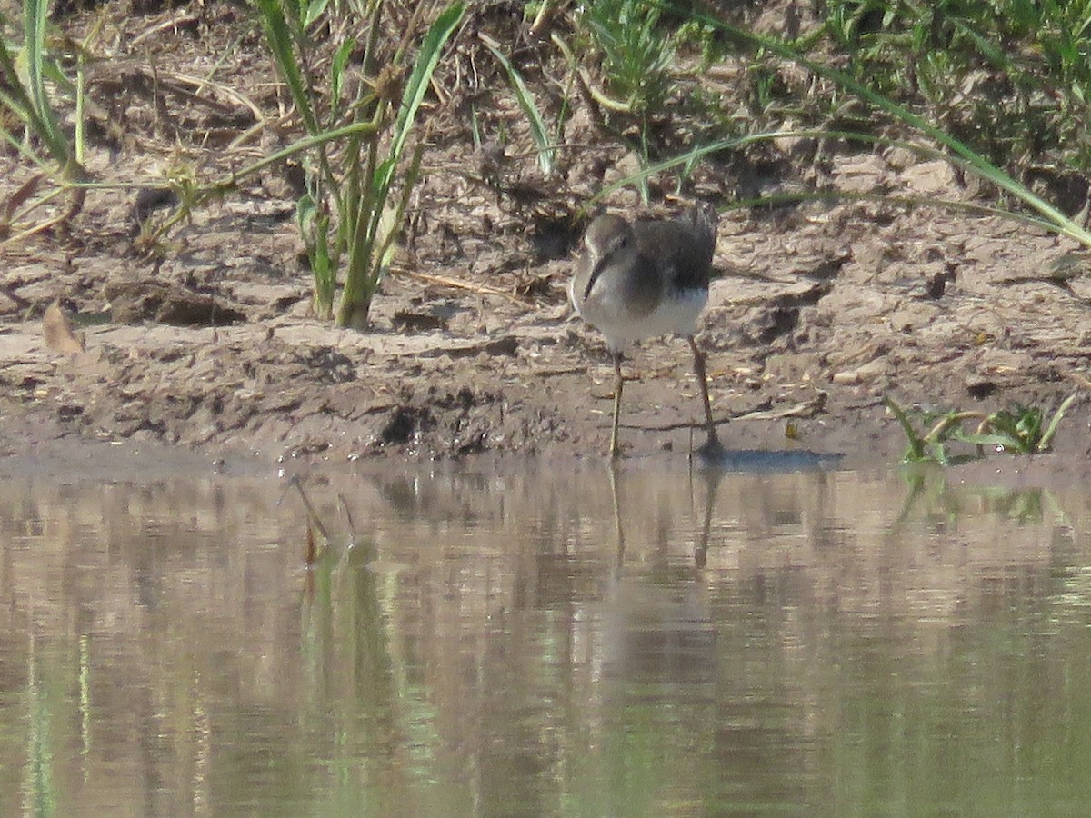 Solitary Sandpiper - ML632577303