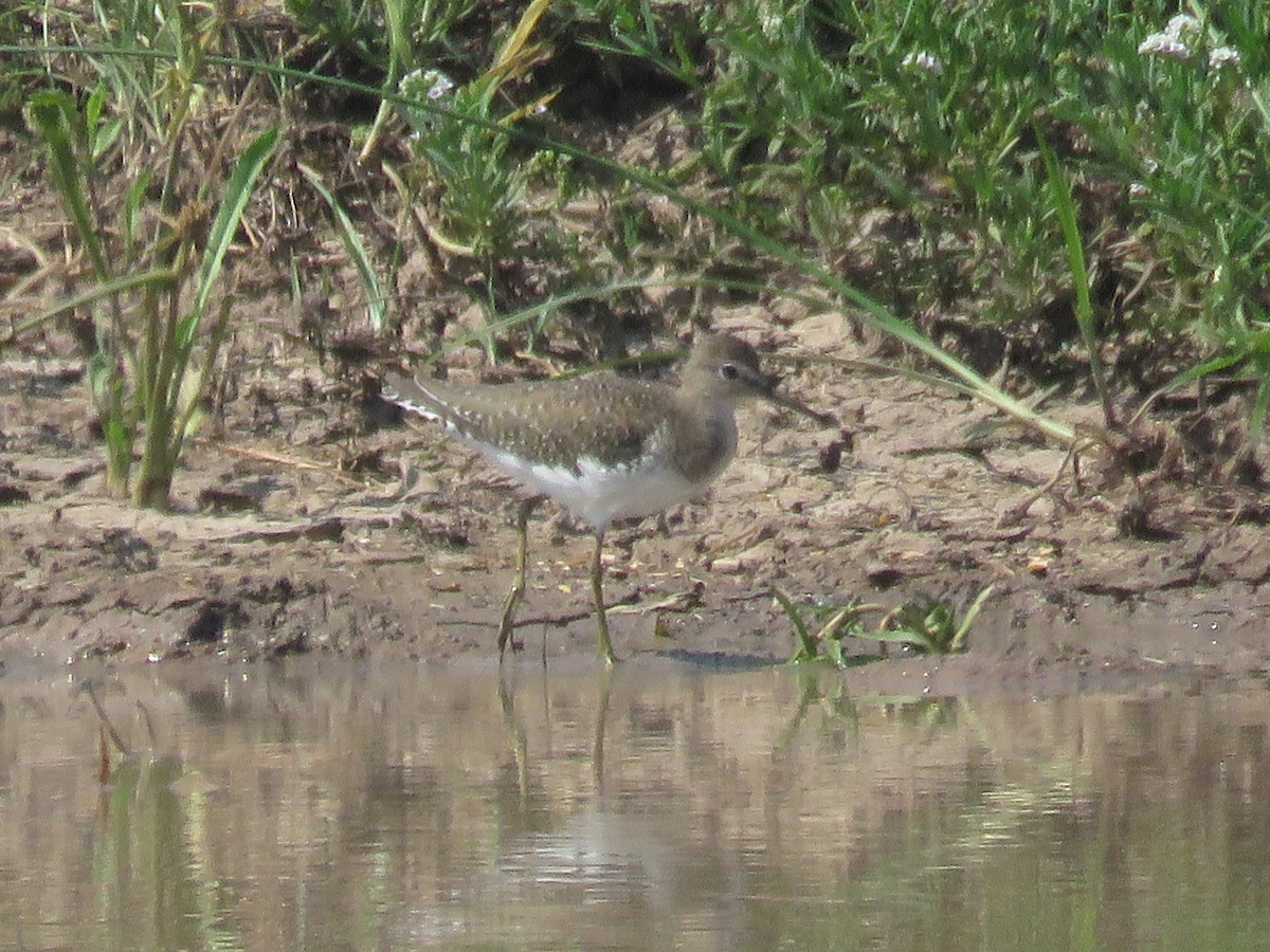 Solitary Sandpiper - ML632577304