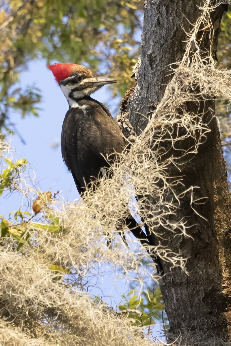 Pileated Woodpecker - ML632577374