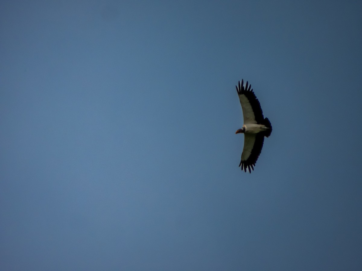 King Vulture - ML632577456