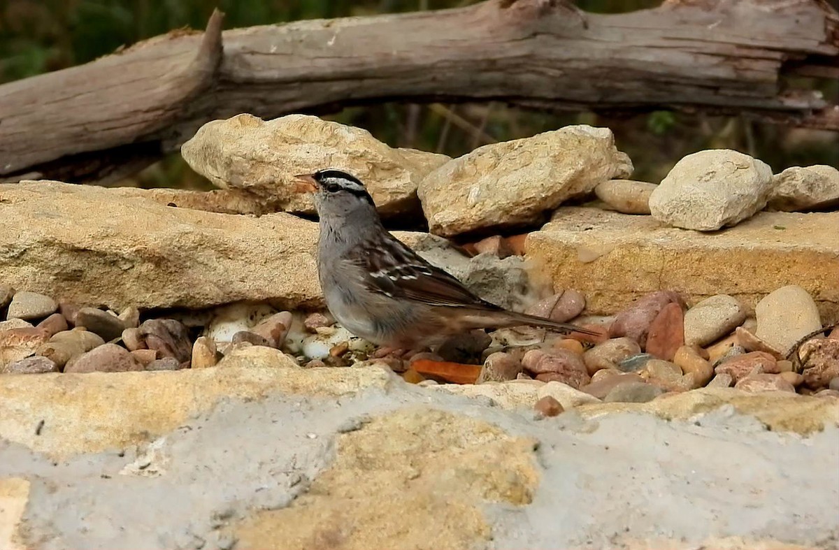 White-crowned Sparrow - ML632577477