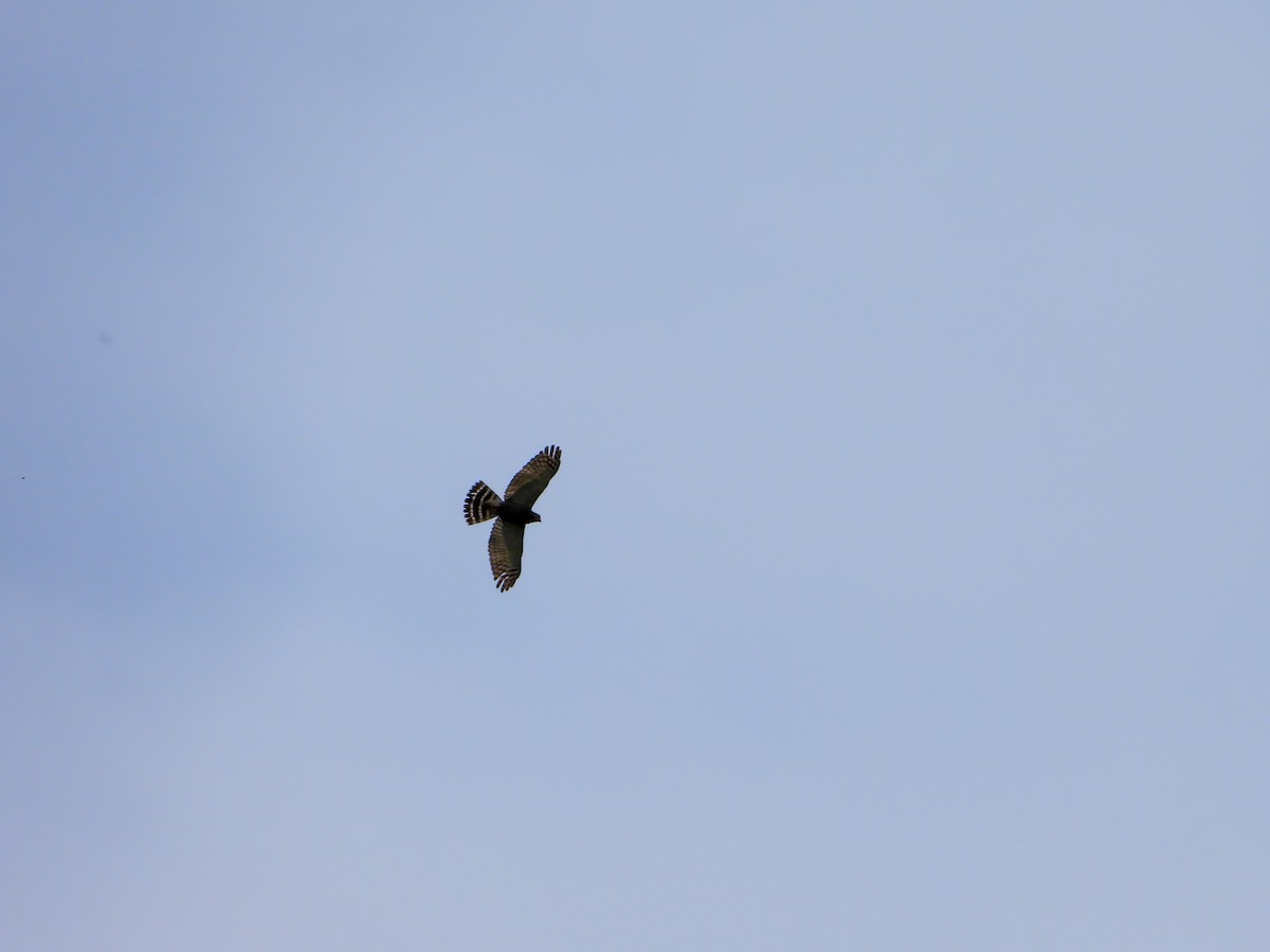 Double-toothed Kite - ML632577479