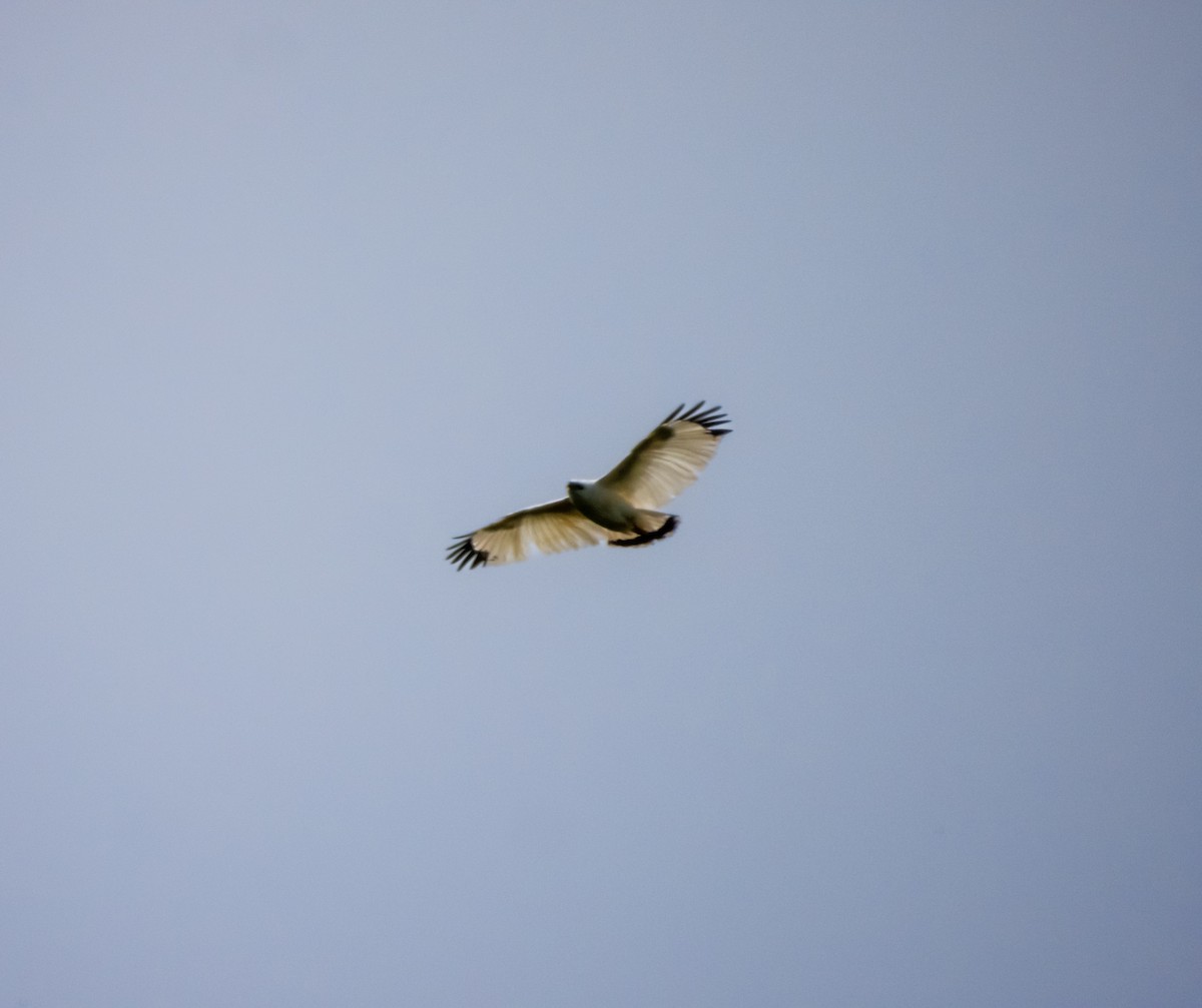 White Hawk - ML632577495