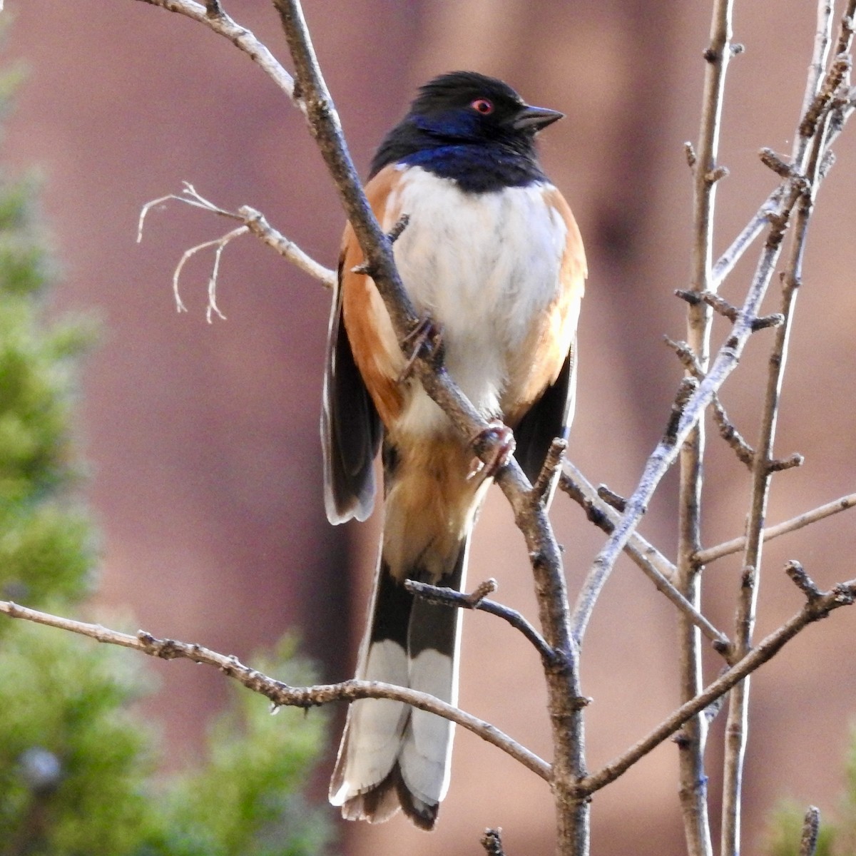 Spotted Towhee - ML632577517