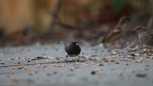 Dark-eyed Junco (Slate-colored) - ML632577624