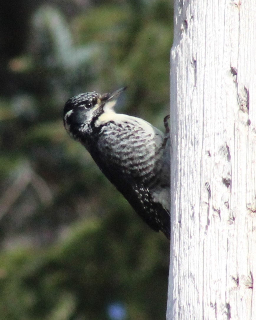 American Three-toed Woodpecker - ML632577665