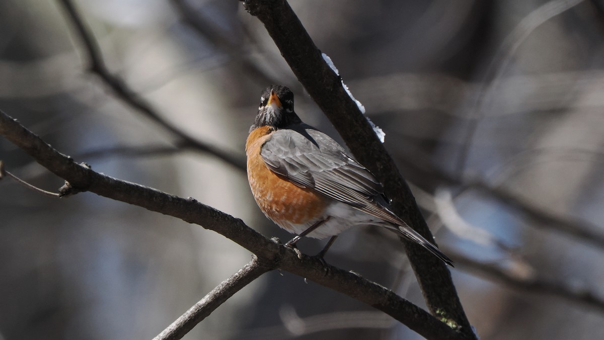 American Robin - ML632577700