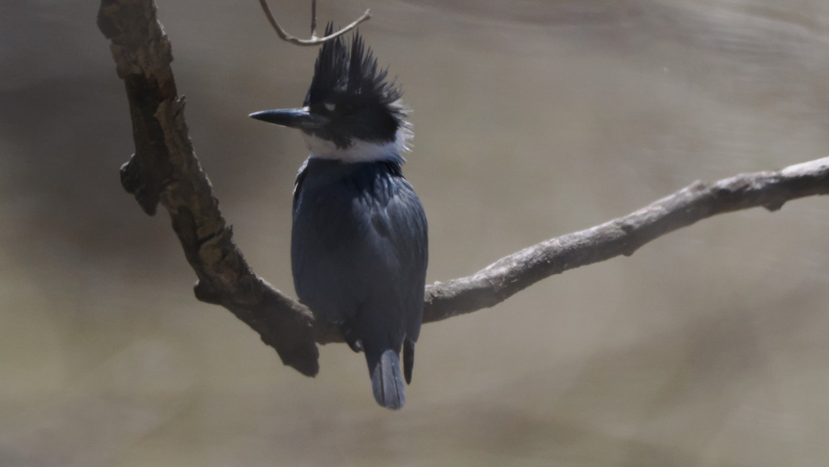 Belted Kingfisher - ML632577716