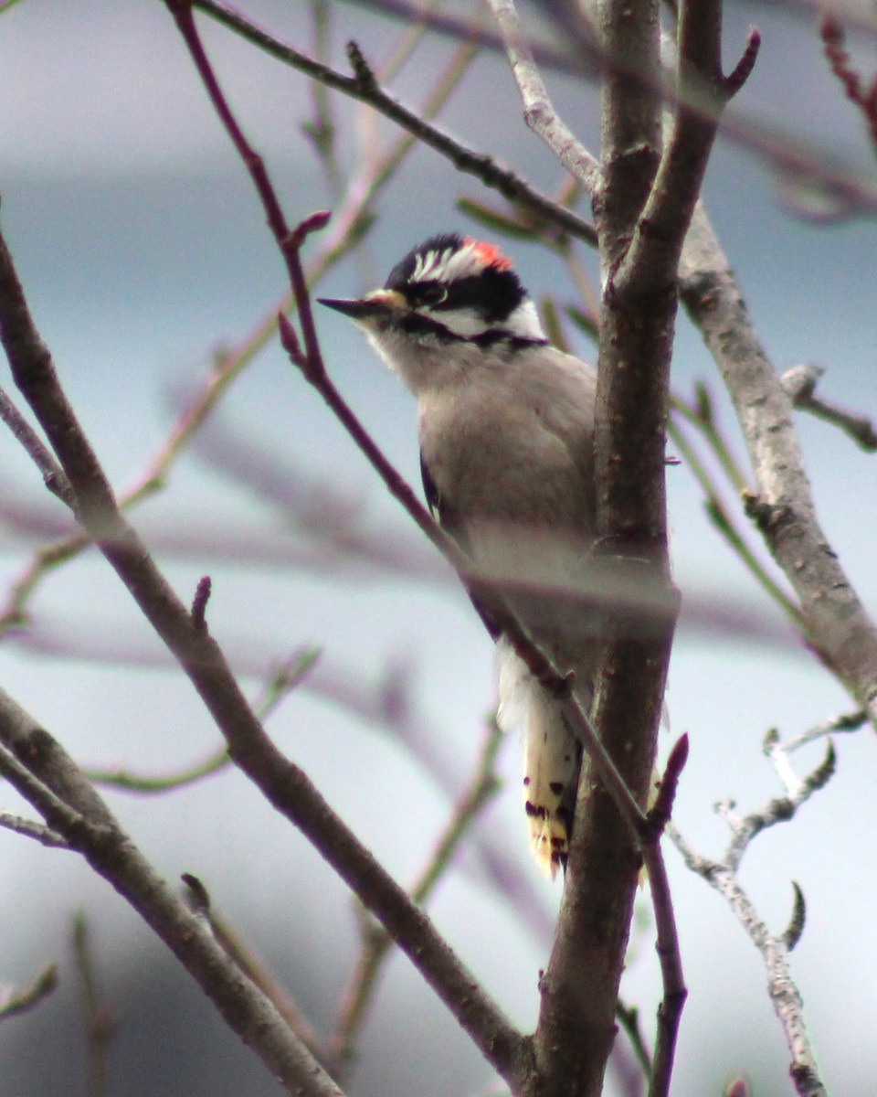 Downy Woodpecker - ML632577729