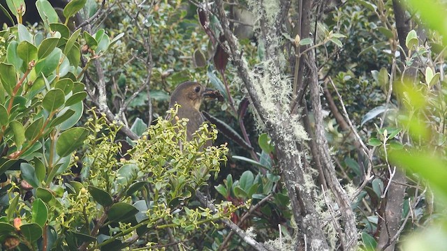 Tawny Antpitta - ML632577730