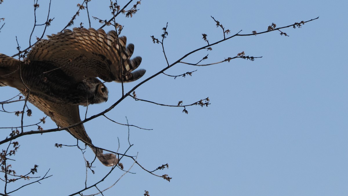 Great Horned Owl - ML632577745