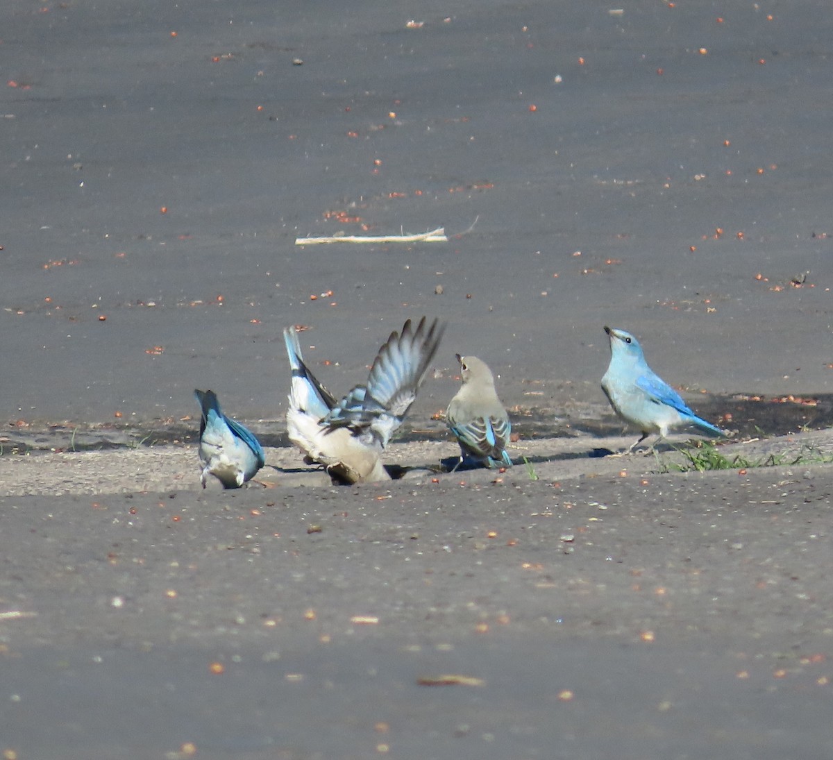 Mountain Bluebird - ML632577792