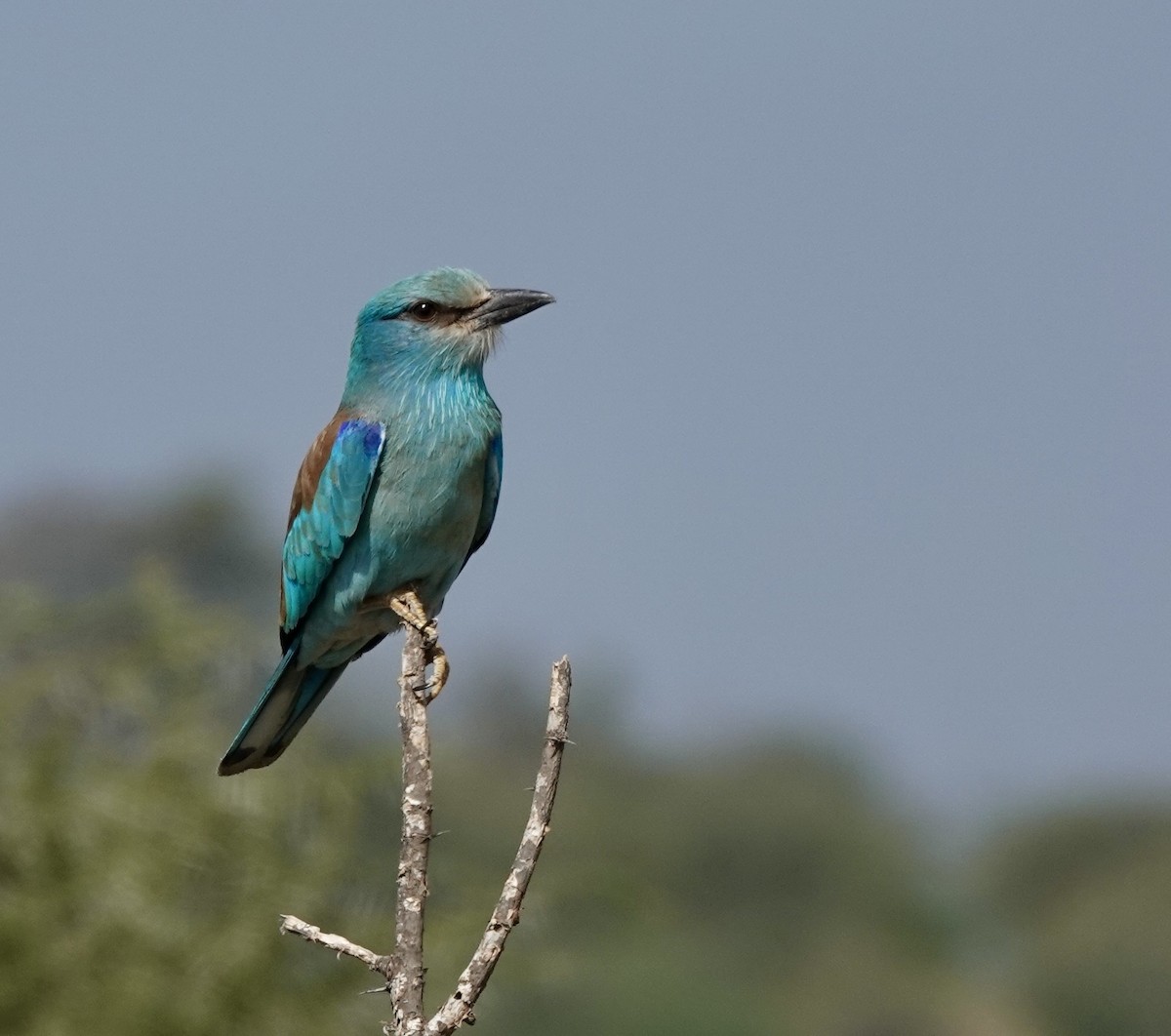 European Roller - ML632577821