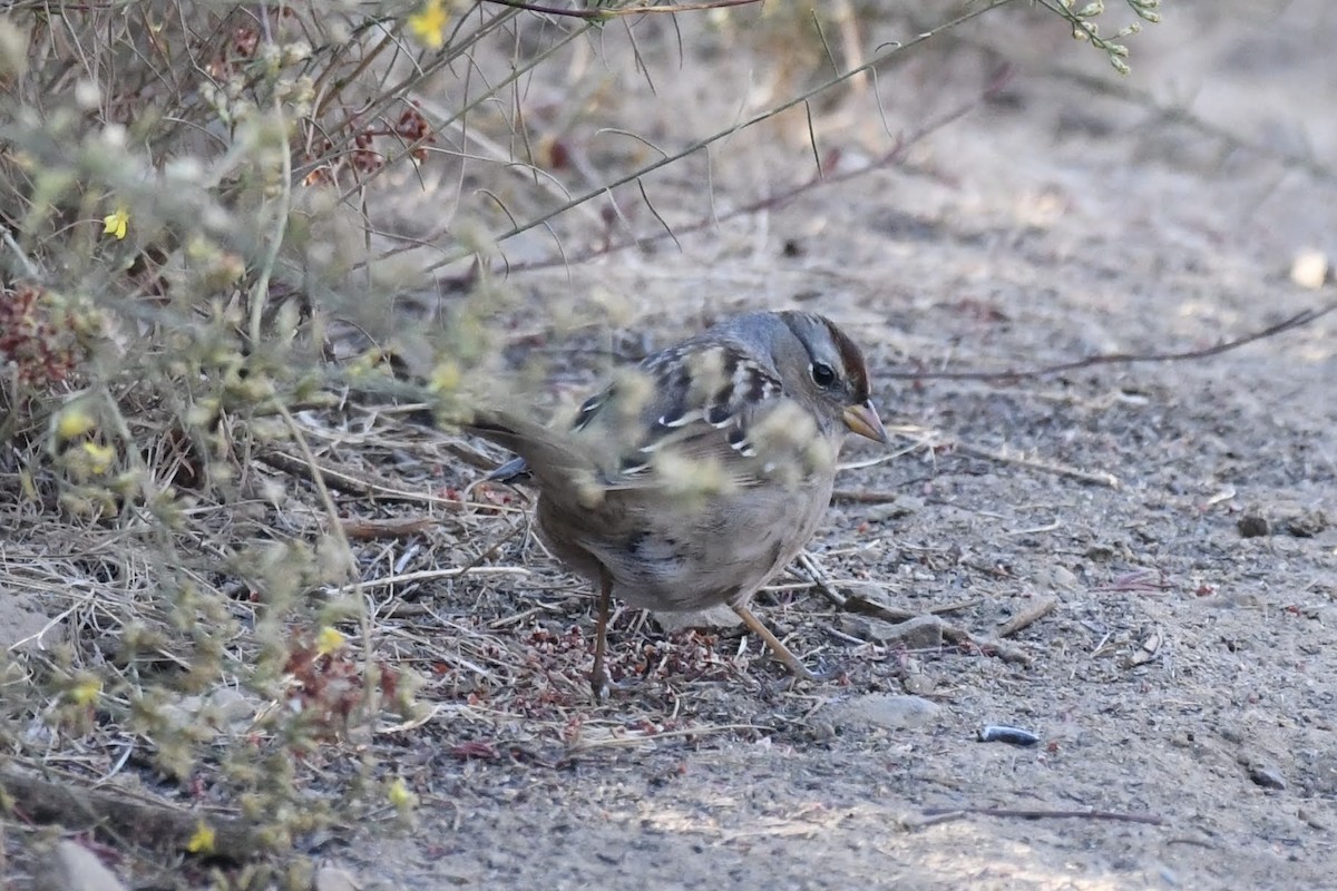 White-crowned Sparrow - ML632577843