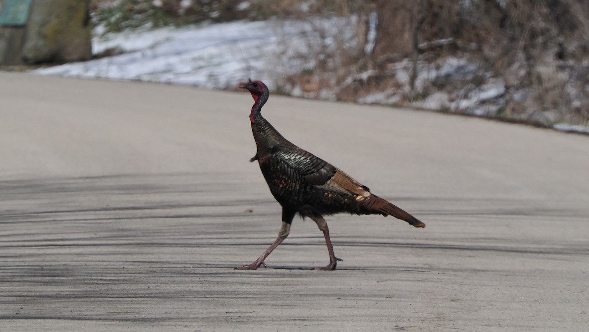 Wild Turkey - ML632577844
