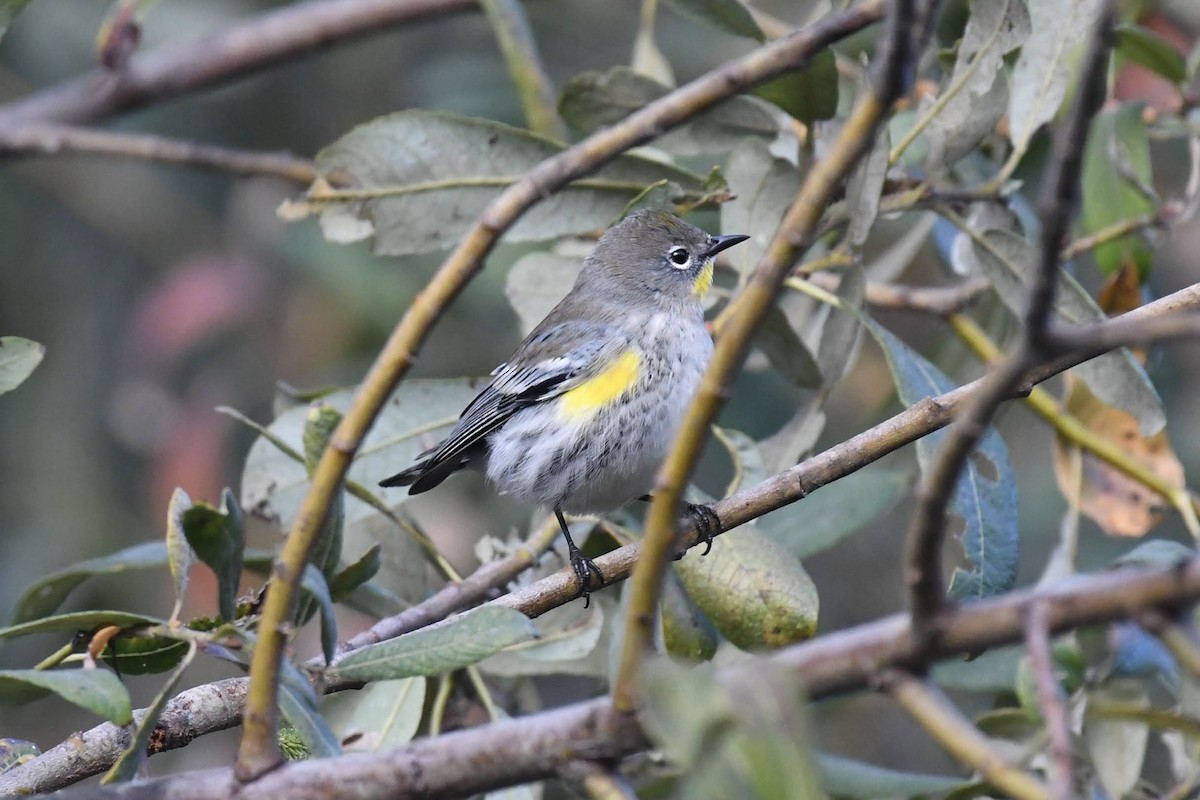 Yellow-rumped Warbler - Anonymous