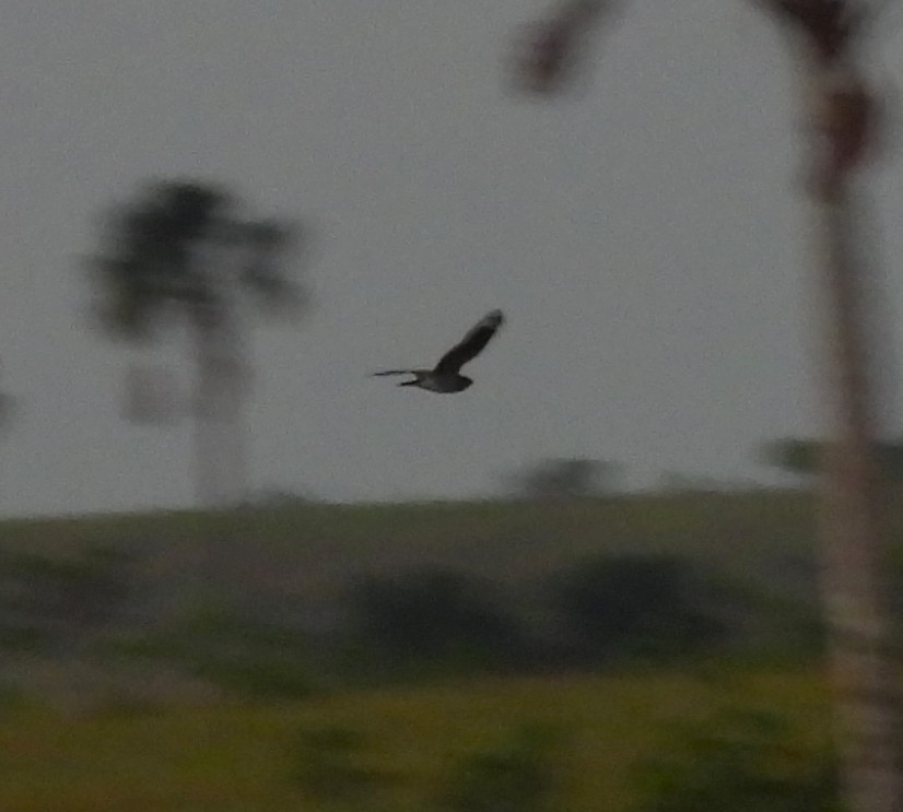 Least Nighthawk - ML632577904