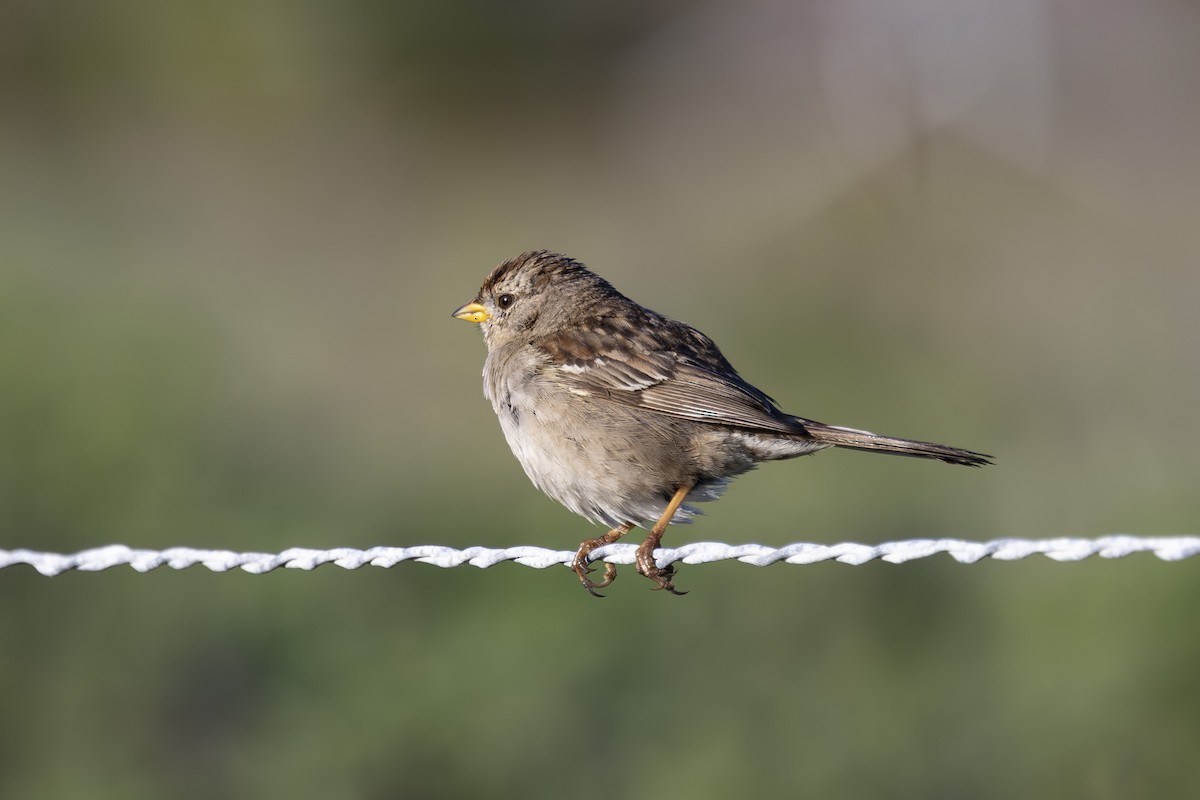 White-crowned Sparrow - ML632577924
