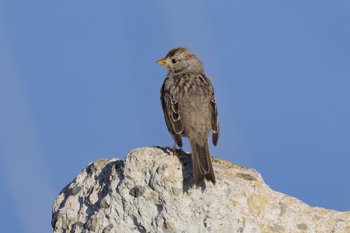 White-crowned Sparrow - ML632577925