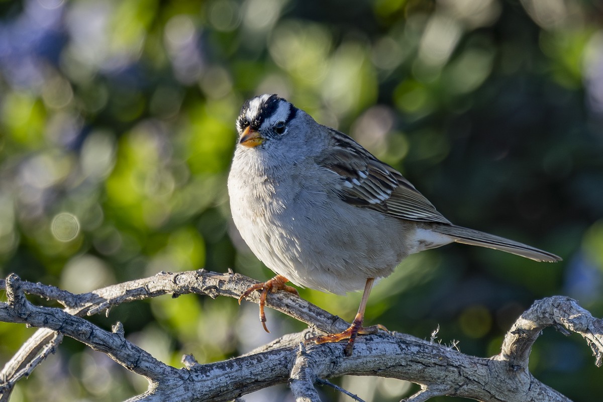 White-crowned Sparrow - ML632577927