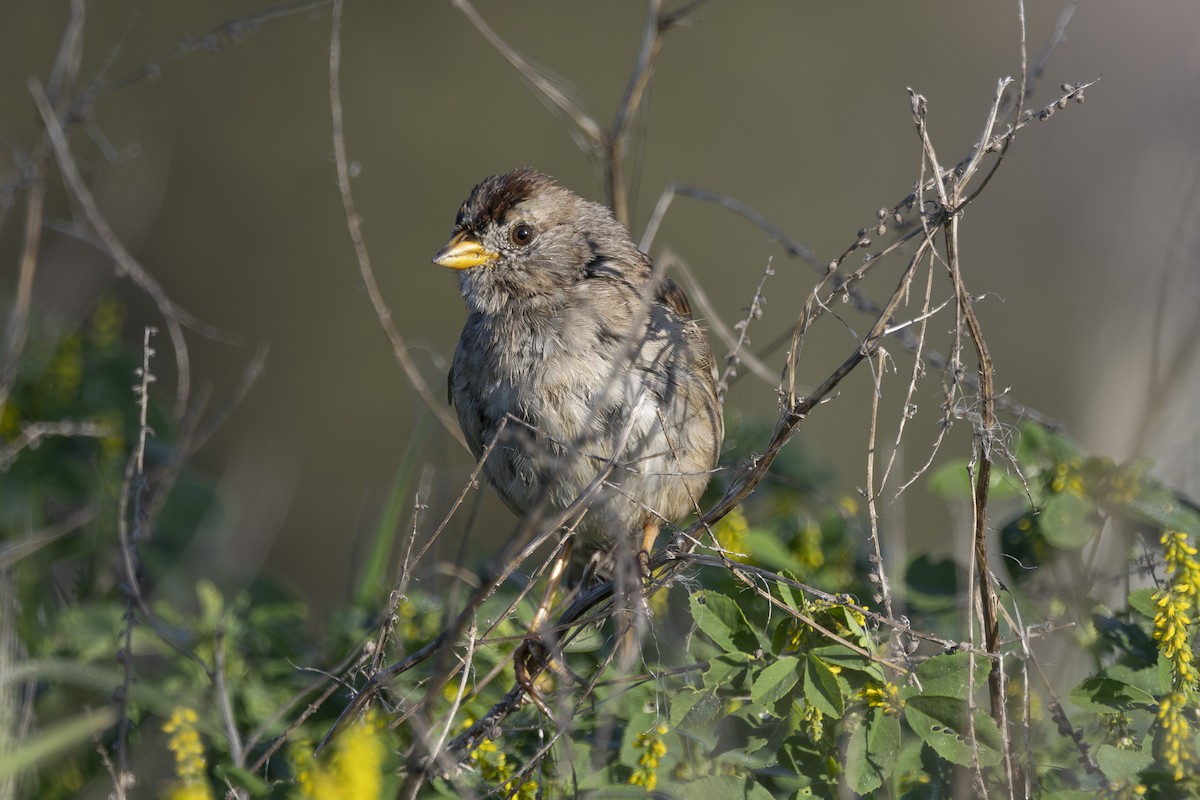 White-crowned Sparrow - ML632577928